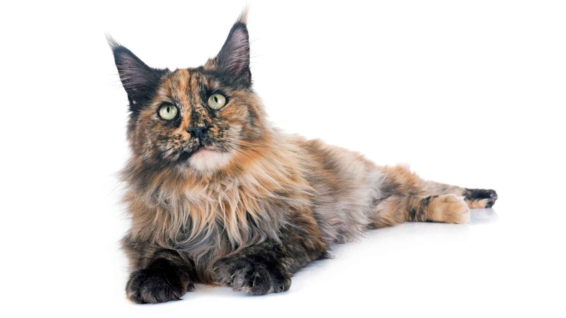 Gato Maine coon carey
